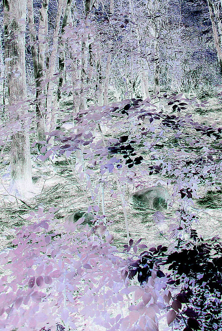 014-WoodsInv-copy-2