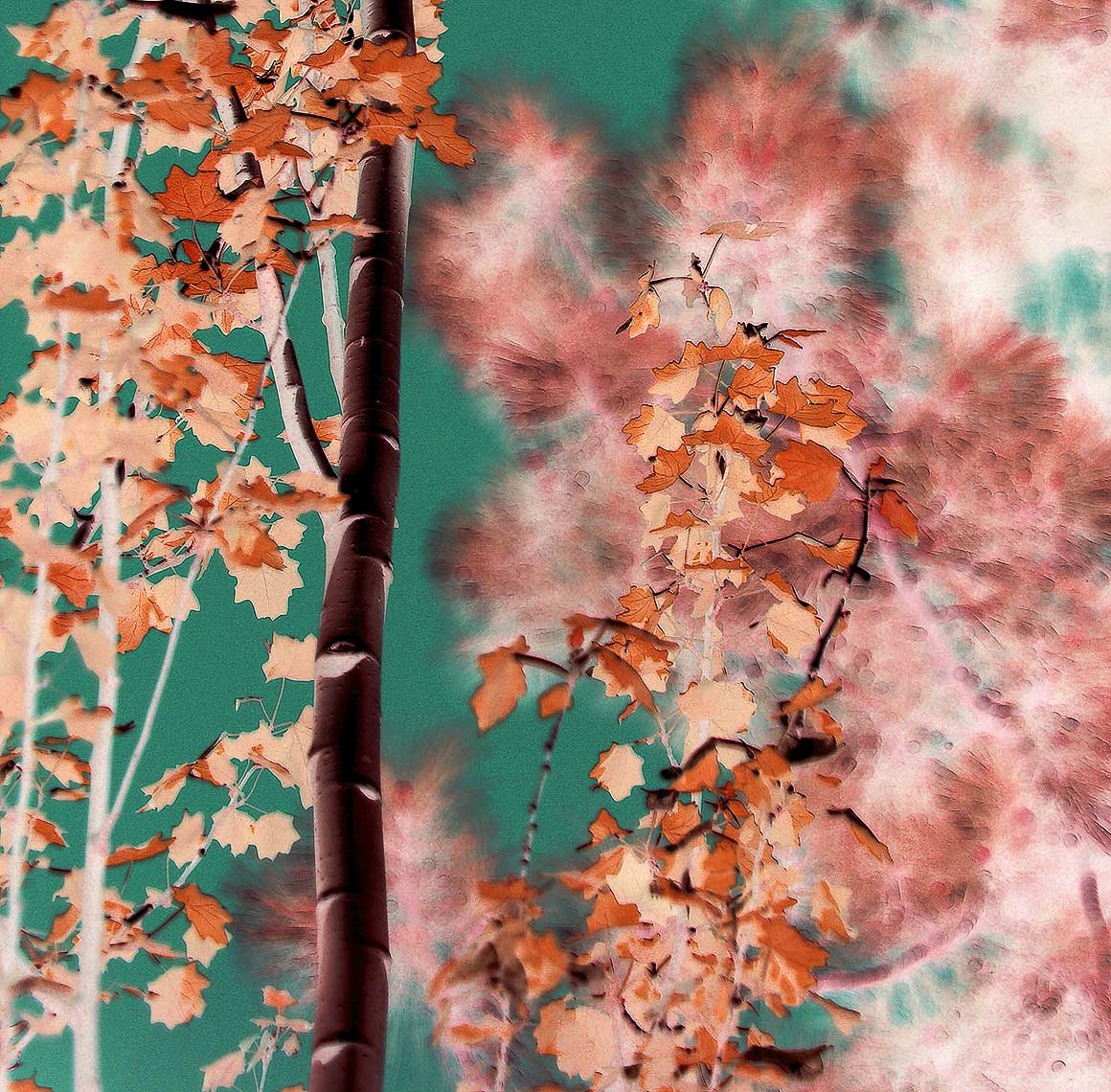 015-BirchBlaze2SqWeb