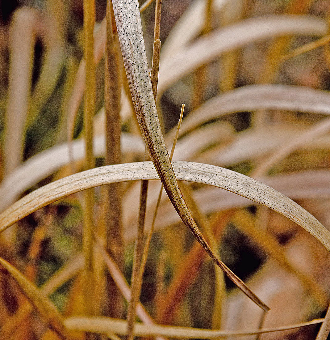018-sqreed1Web