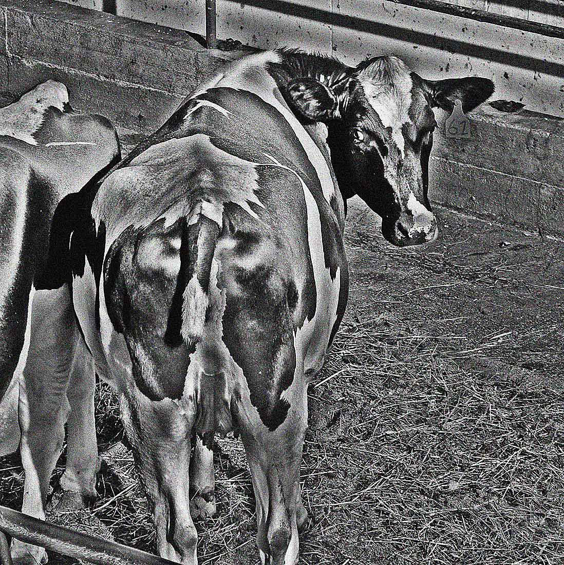 019-cowWeb