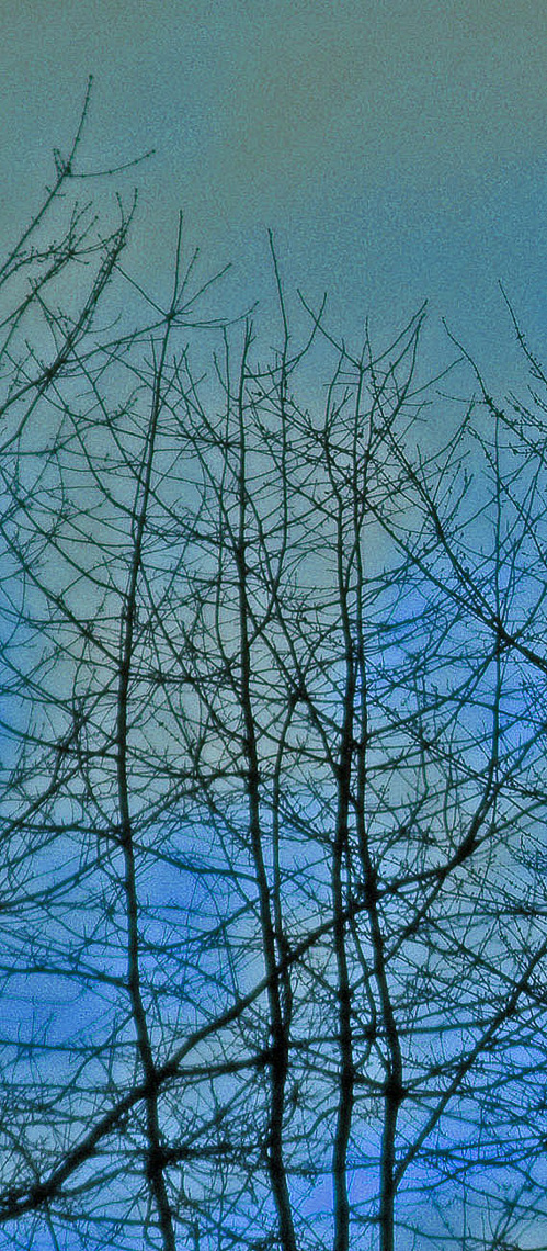 035-blueblacktreeslongWeb