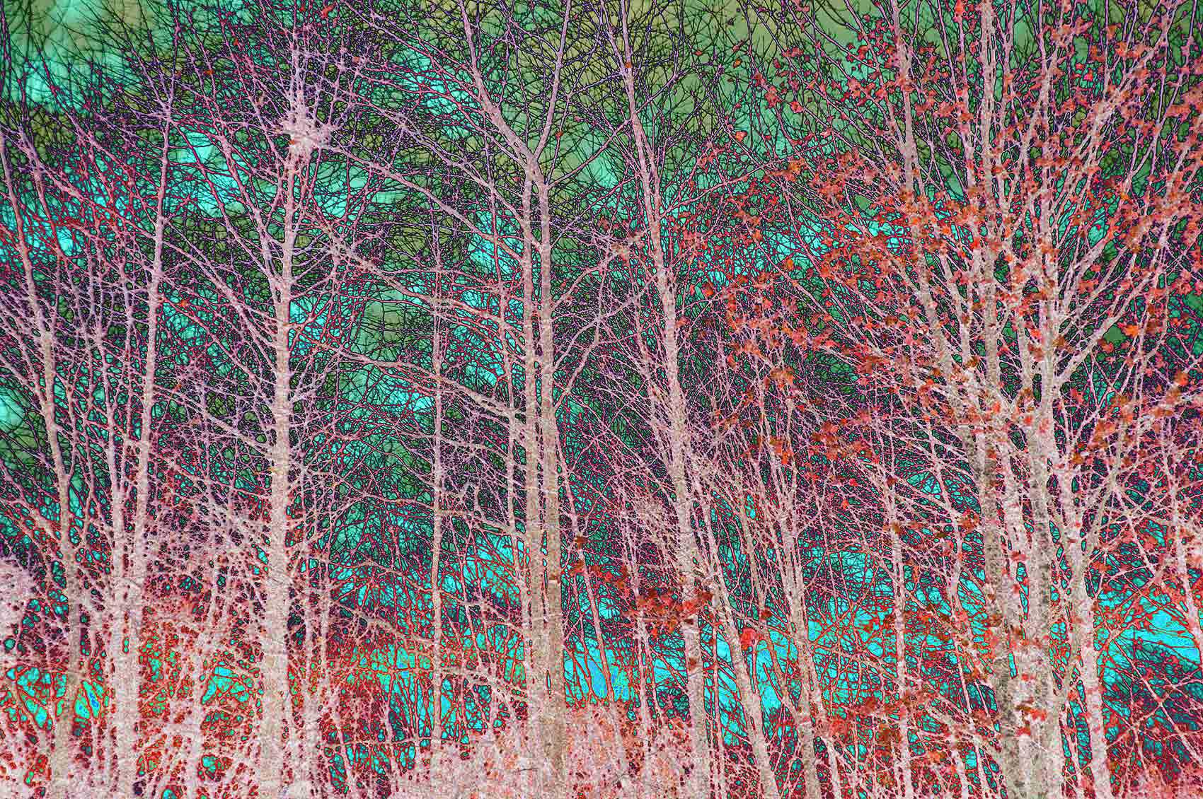 09-MultiColoredBirches